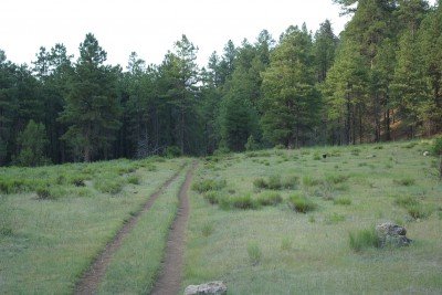 An old jeep track leads into a dark, wooded area near Canyon Vista Campground.