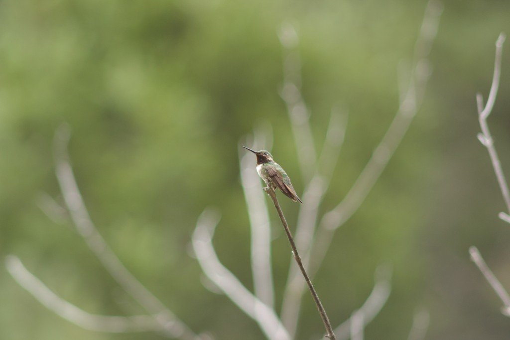 An industrious hummingbird takes a break.